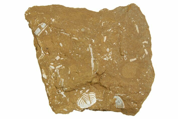 Ordovician Kukersite Oil Shale w/ Bryozoan & Trilobite Fossils #369569